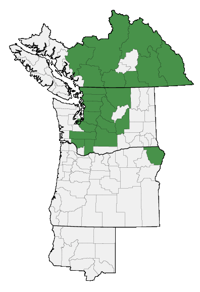 Map of where Erigeron aureus is found