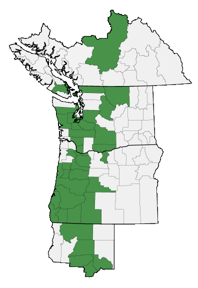 Map of where Lupinus albicaulis is found