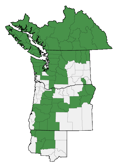 Map of where Phyllodoce empetriformis is found