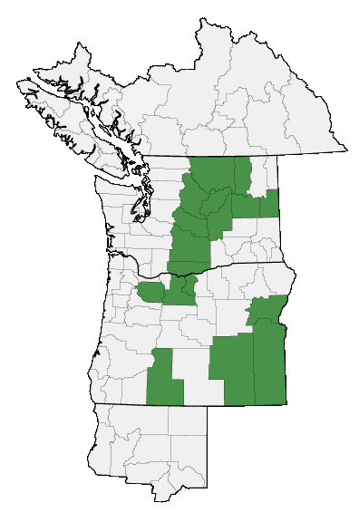 Map of where Viola trinervata is found