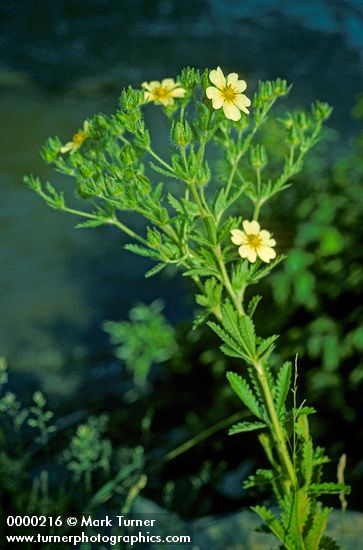 Rough-Fruited Cinquefoil