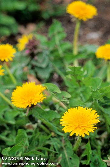 Common Dandelion w/ blossoms