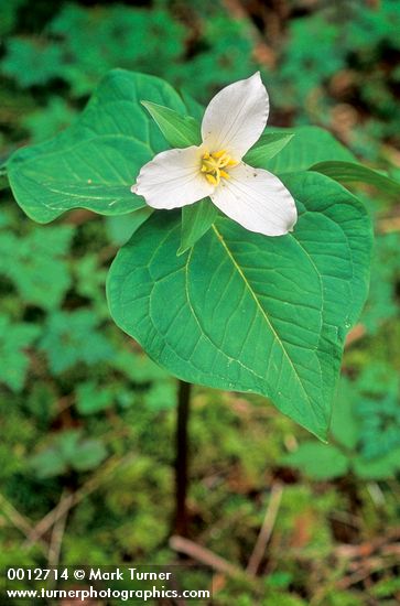 Western Trillium