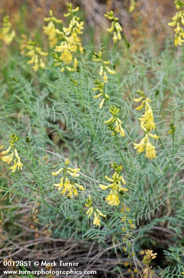 Thread-leaved Locoweed