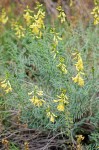 Thread-leaved Locoweed