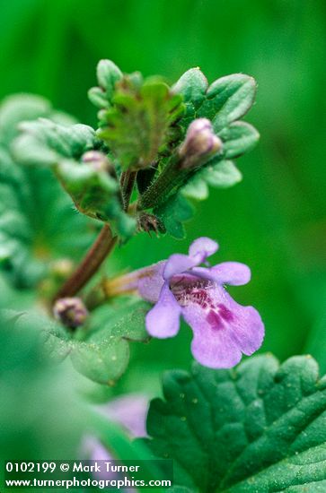 Gill-over-the-ground blossom & foliage detail