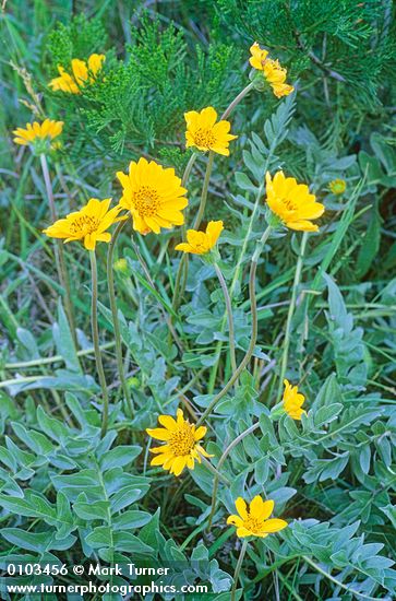 Silky Balsamroot