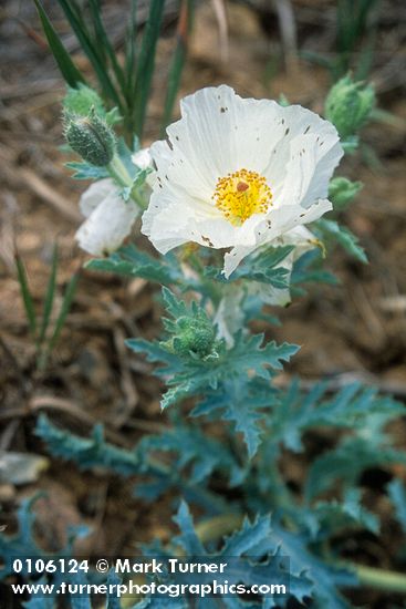 Prickly Poppy