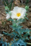 Prickly Poppy