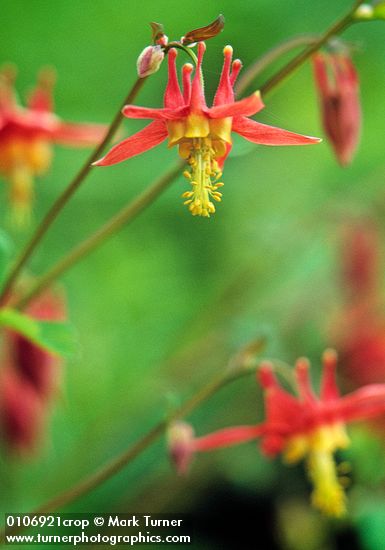 Western (Red) Columbine blossoms