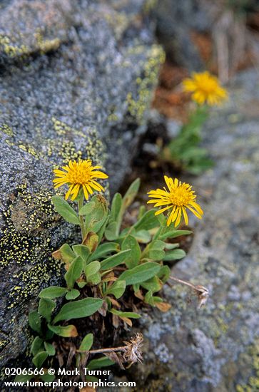 Golden Fleabane