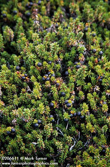 Crowberry