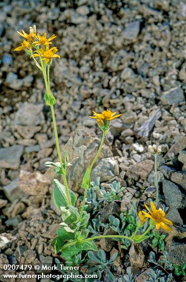 Arnica nevadensis on subalpine scree
