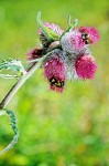 Cluster Thistle blossoms w/ bumblebee