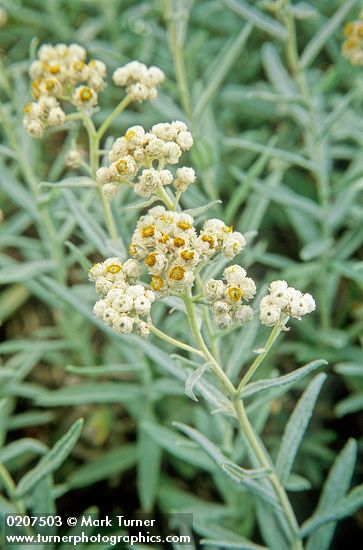 Pearly Everlasting