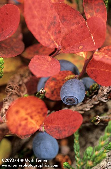 Cascades Blueberry foliage & fruit, autumn