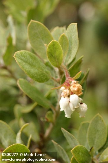 Hairy Manzanita blossoms & foliage detail 