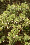 Hairy Manzanita