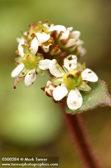 Northwestern Saxifrage blossoms detail