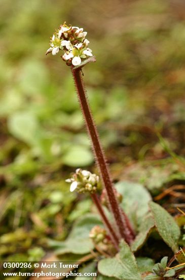 Northwestern Saxifrage