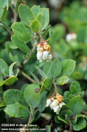 Hairy Manzanita blossoms & foliage detail