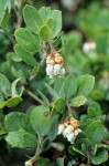 Hairy Manzanita blossoms & foliage detail