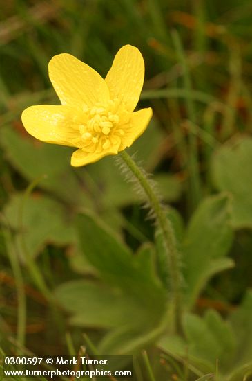 Western Buttercup