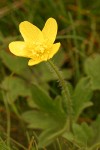 Western Buttercup