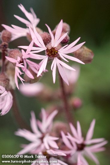 Smooth Prairie Star blossoms extreme detail