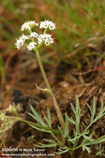 Salt and Pepper Lomatium
