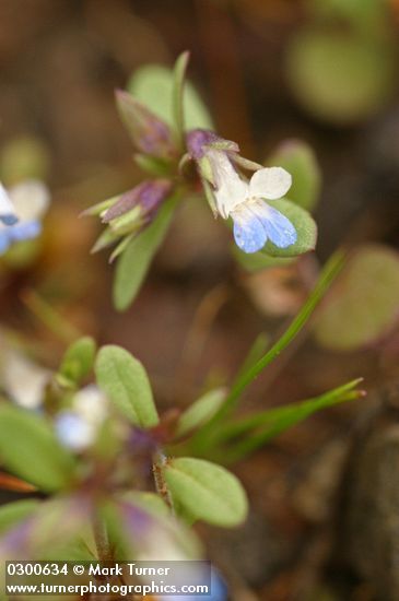 Small-flowered Blue-eyed Mary extreme detail