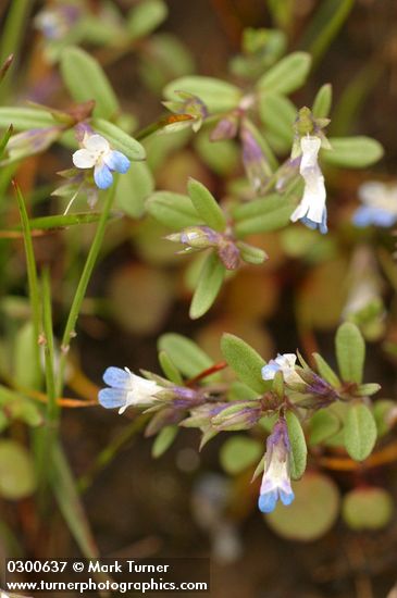 Small-flowered Blue-eyed Mary
