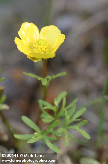 The Dalles Mountain Buttercup (Obscure Buttercup)