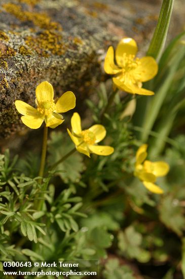The Dalles Mountain Buttercup (Obscure Buttercup)