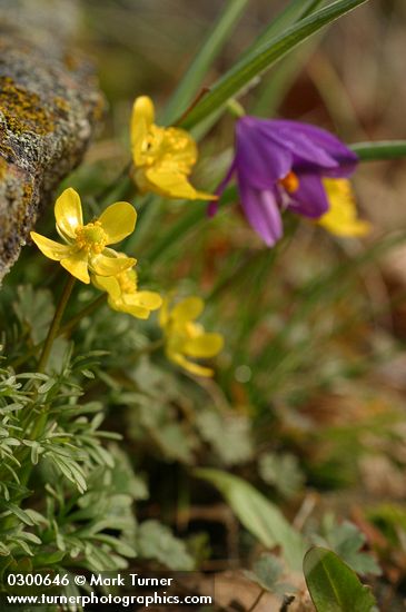 The Dalles Mountain Buttercup (Obscure Buttercup), Grass Widow