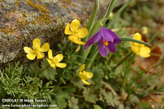 The Dalles Mountain Buttercup (Obscure Buttercup), Grass Widow