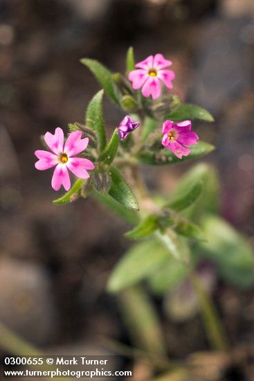 Midget Phlox