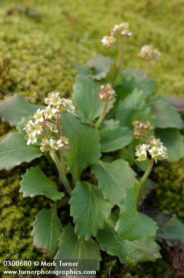 Western Saxifrage