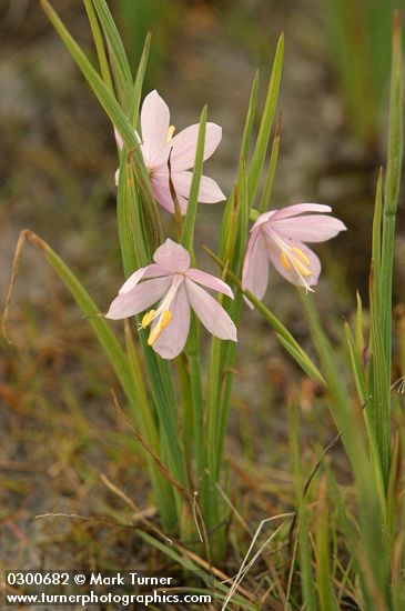 Grass Widows (pale lavender form)