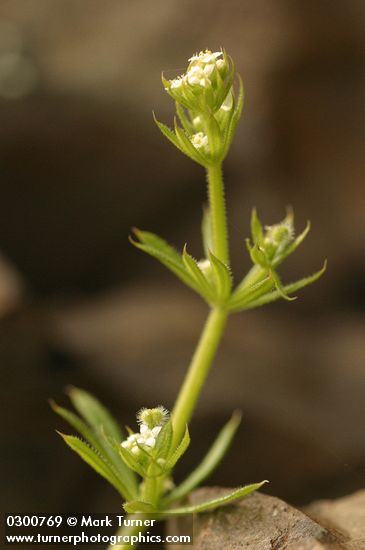 Annual Bedstraw