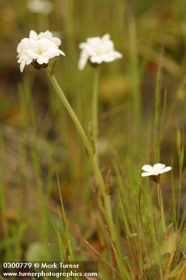 Rusty Popcorn Flower