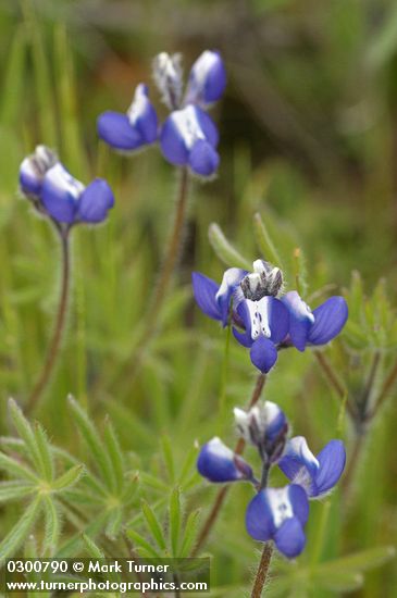 Small-flowered Lupine