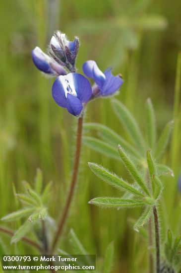 Small-flowered Lupine blossoms detail