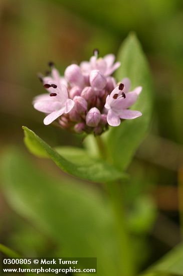Rosy Plectritis