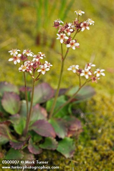 Western Saxifrage