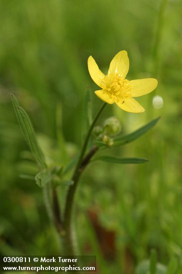 Western Buttercup