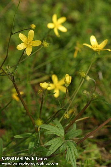 Western Buttercup