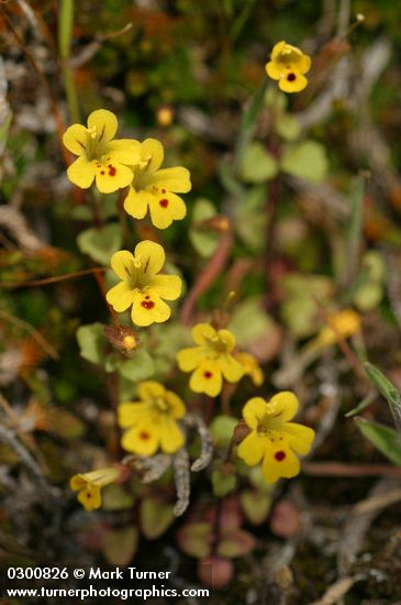Chickweed Monkey Flowers