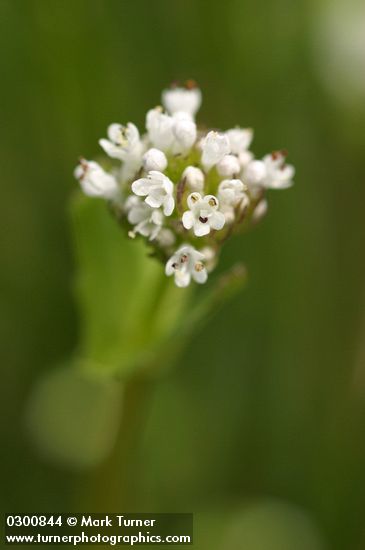 White Plectritis blossoms extreme detail