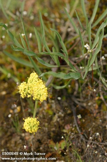 Slender-fruited Desert Parsley
